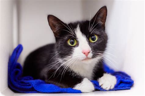 The majority of kittens are adopted from our PAWS Cat City location in the University. . Kittens seattle